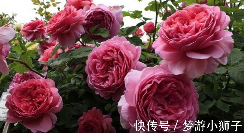 此款高颜值大花月季,被称作“开花机器”,养起来真简单