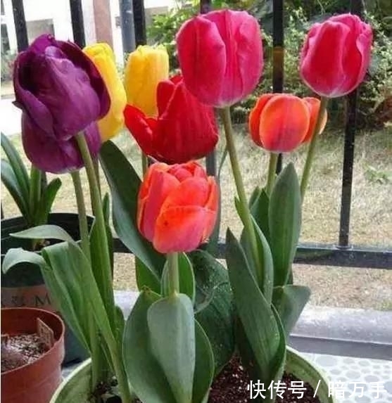 买郁金香 别选错 南方买5度球 北方买自然球 原来有讲究 快资讯 买郁金香 别选错 南方买5度球 北方买自然球 原来有讲究 快资讯