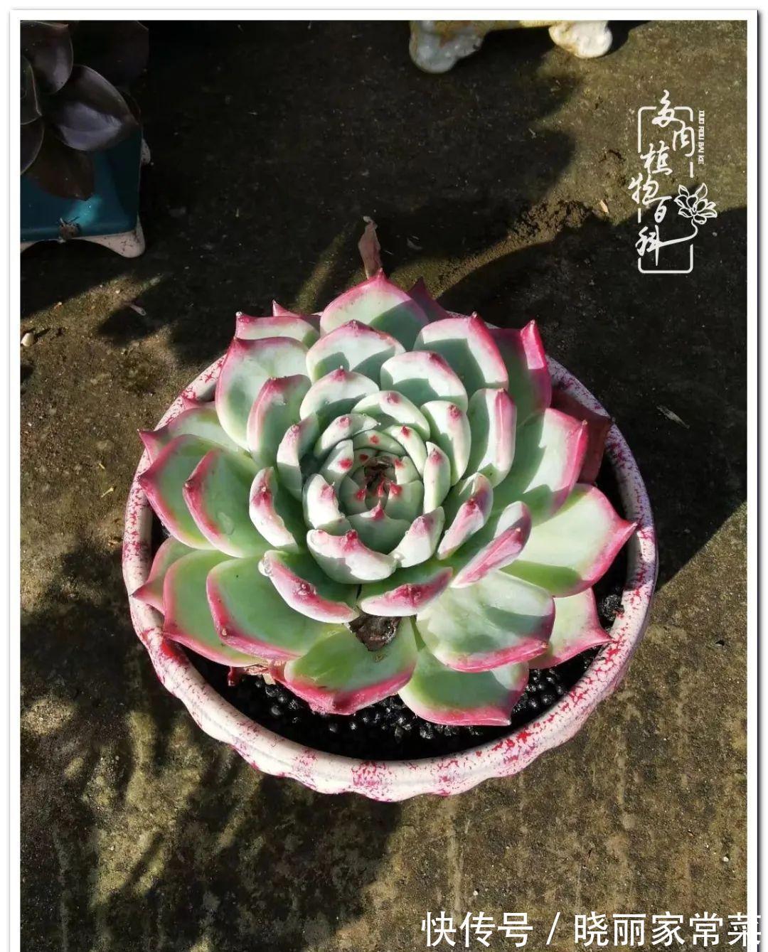 百科|多肉之路,让我沉醉,浮世三千,有肉就欢!