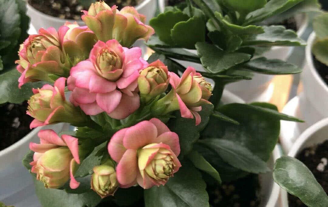 5种“耐寒花”,适合冬天养,多晒“少管”,爱开花