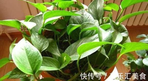 卫生间异味重,养上3种花,祛除异味能力强,还能美化环境