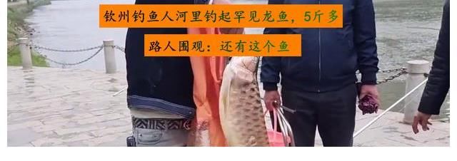 钓鱼人|钦州河道出现大型龙鱼，被钓鱼人钓起，钓鱼人：已经冻死了