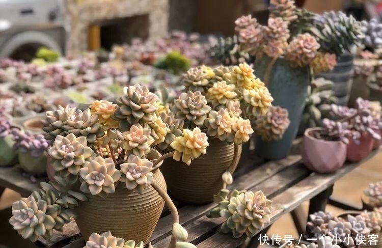 多肉盆栽:强迫症养多肉,必须整整齐齐,一颗也不能乱