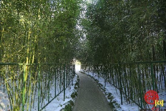 宁静又纯粹 冬日植物园展现别样画卷