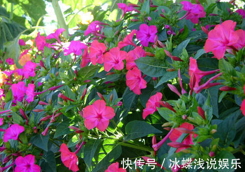 被名字耽误的8种花,好养好看开花惊艳,你最喜欢哪种?