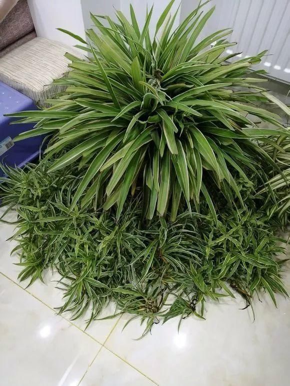 正确|5种花“专吃土”,砸开花盆全是“大块根”,这么做才正确