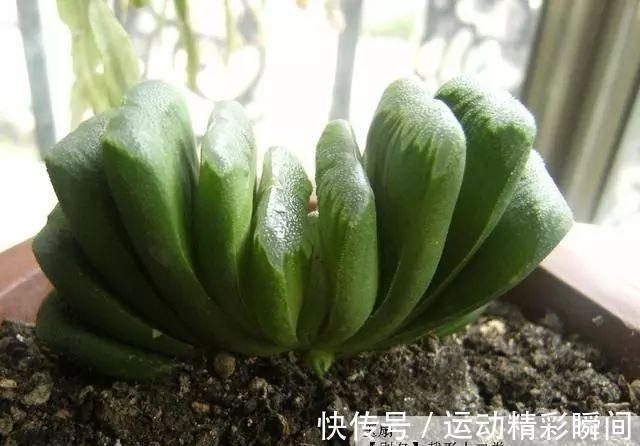 最昂贵的10种多肉,第一种价格高达600万,网友直呼买不起