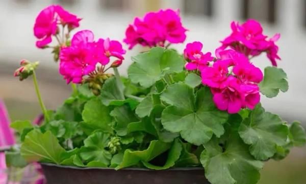 怎么打理好远离“故土”的天竺葵？这么盆栽，开花既漂亮又持久