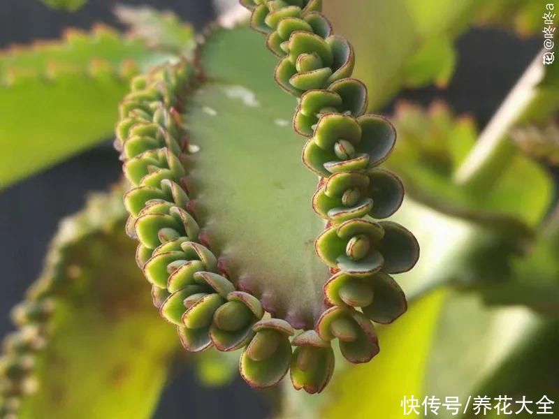 金银花|养到烦人的花，盆都不够用，扔掉还很心疼