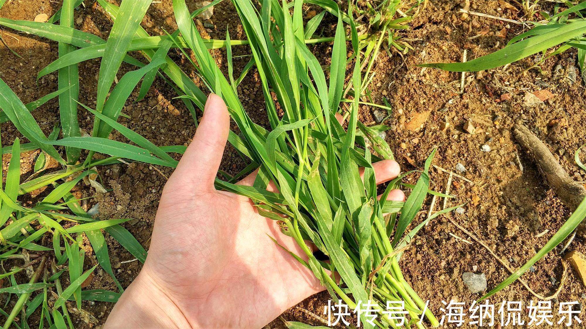 乙型脑炎|路边常见的“牛筋草”,百姓身边的中药!虽不起眼,但很珍贵!