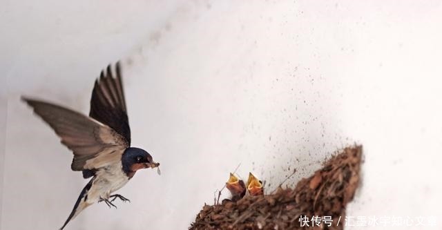 花无百日红|梁间燕共何人语庭下花无百日红