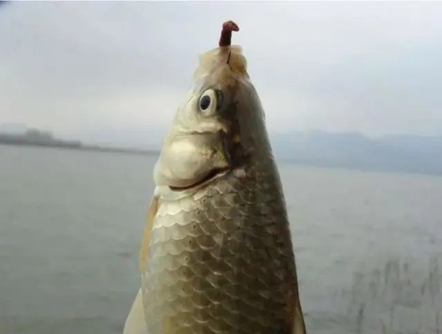 钓得正过瘾的时候有人蹭窝怎么办?只需3招,谁也蹭不了你的窝