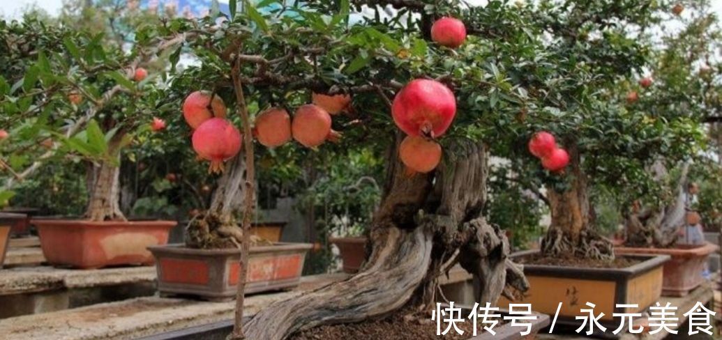 修剪|精品老桩石榴盆景欣赏,红红火火,多子多孙