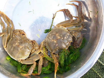 马齿苋|孕妇不能吃的东西大盘点,全在这里了,不需要到处查找了!