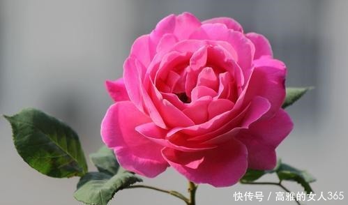 50种植物花语,不要再傻傻送错花了