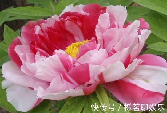 扶桑|三种正能量的花,寓意极好家人兴旺,喜欢赶紧养一盆!