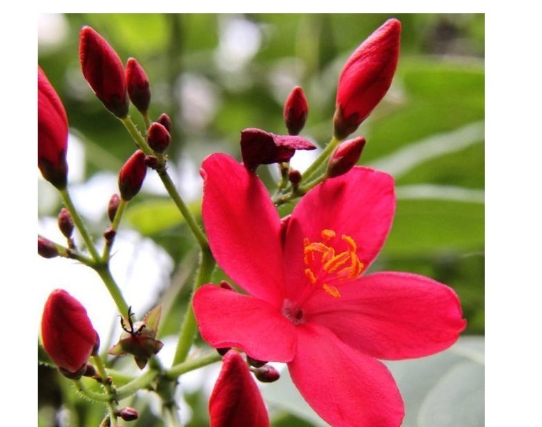 养花当然希望一直开花,以下这些花是可以全年开花的呢。