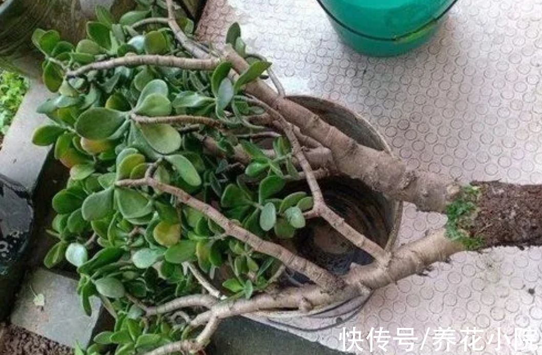 烂根|6种花怕“水涝”，天冷要管住手少浇水，不然容易烂根，难过冬