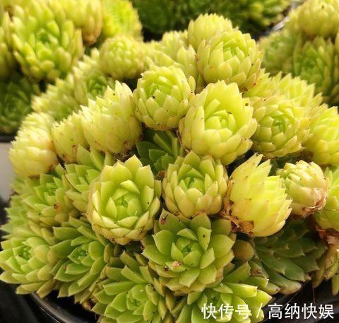 漂亮的多肉怎么养掌握“小技巧”，个个肥嘟嘟，状态美美哒