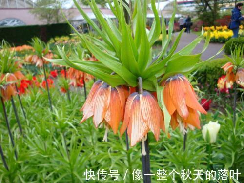 本草述|女性坚持吃此“止咳花”,防乳癌治疗感冒,缓解咳嗽,远离妇科病