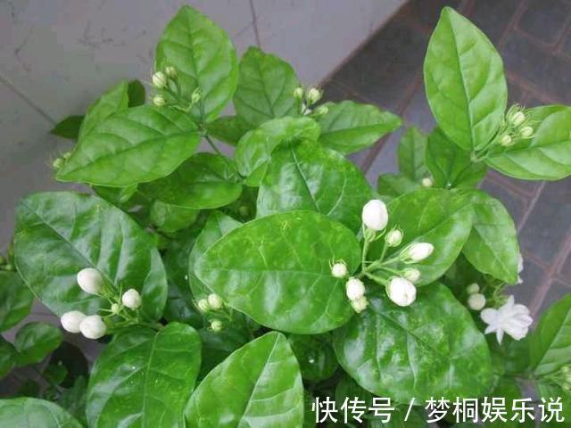 蚊虫不喜欢的三种花,夏季家里务必放一盆,害虫绕道走