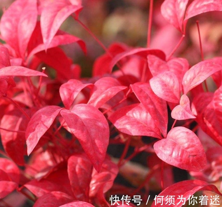 越冷叶子越红,对环境无要求,这样的植物你养过吗?