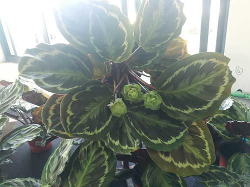 国外很火的“网红”室内盆栽,树形美观,叶色五彩斑斓,值得入手