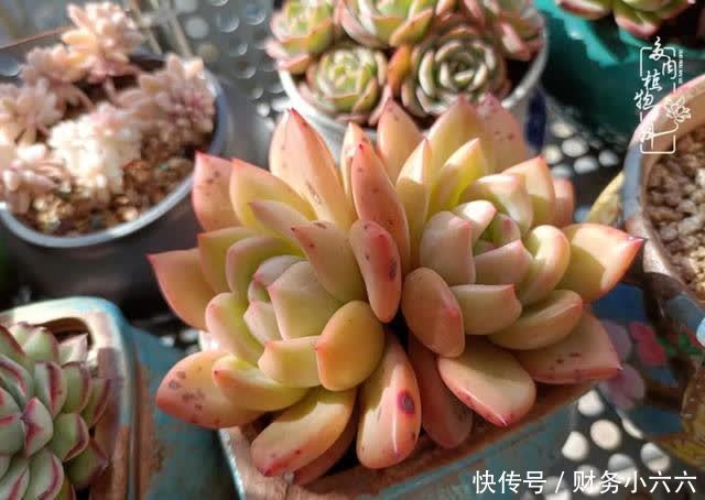 揭秘:那些干净又温暖的多肉照片从哪里来?