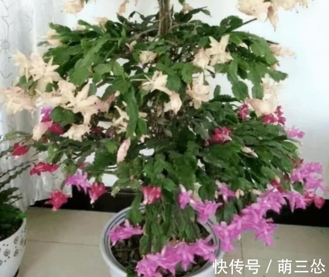 如果你是新手养蟹爪兰，尽量不要一棵嫁接多色，因为很难一起开花