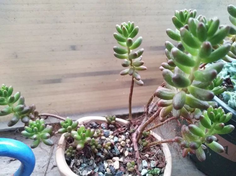 观音莲|90后川妹子的“丑肉”逆袭记!时光不弃,多肉常在!