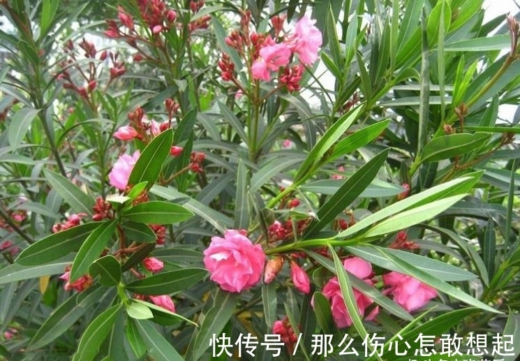 数据库|漂亮的有毒花，认识20种“大毒花”，涨知识不吃亏