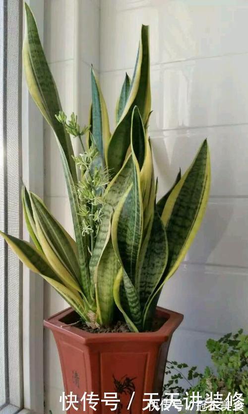 冬天|虎皮兰有3怕,冬天及时避开,顺利春化,冒笋芽长新叶!
