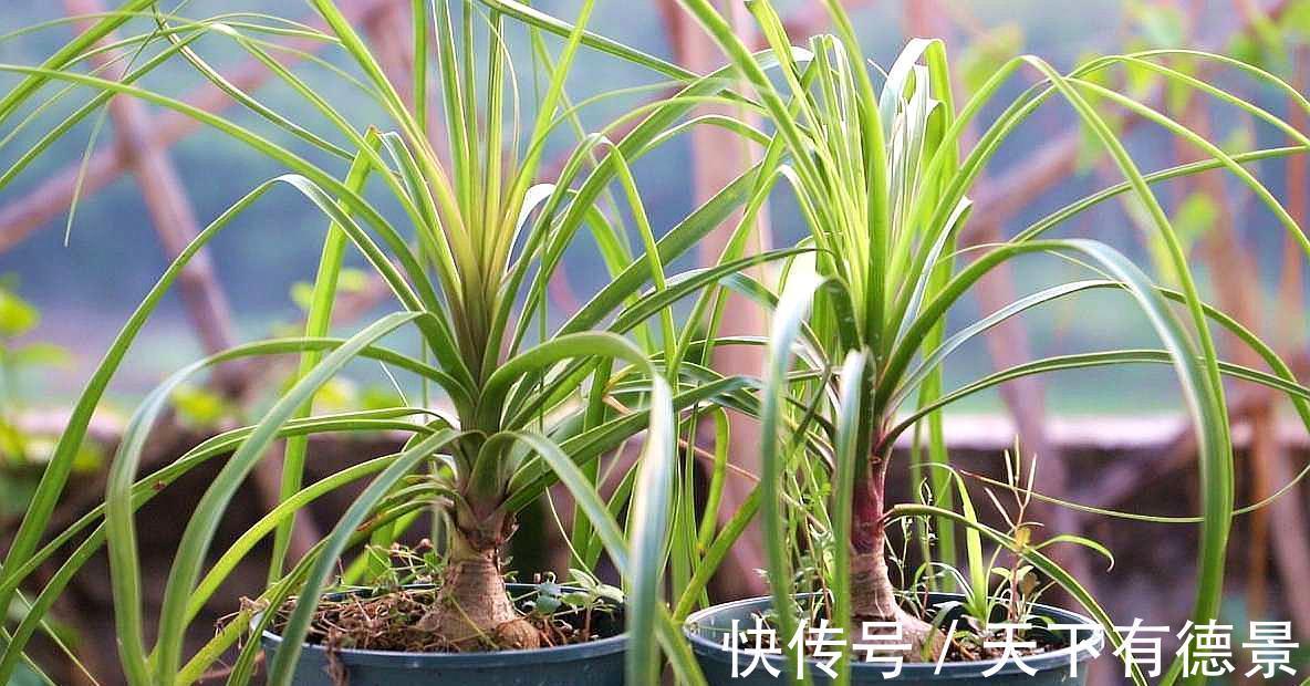 花卉|5种“漂亮花”，平时少浇水，旱不死，开花更准时