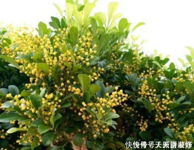 4种花是真正的开花机器，花姿妖娆，姿色艳丽