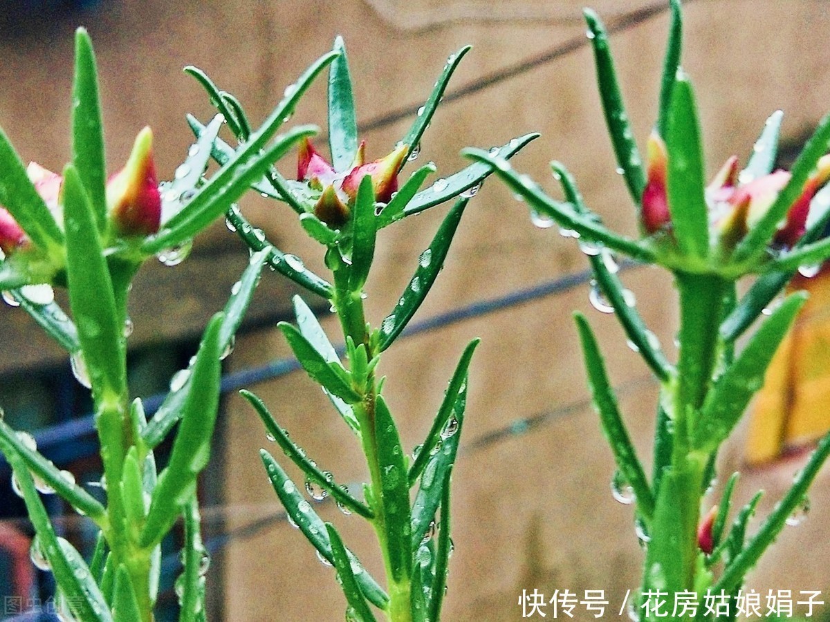 宁干|金枝玉叶浇水时，掌握好4个技巧，就能不黄叶，不烂根，枝繁叶茂