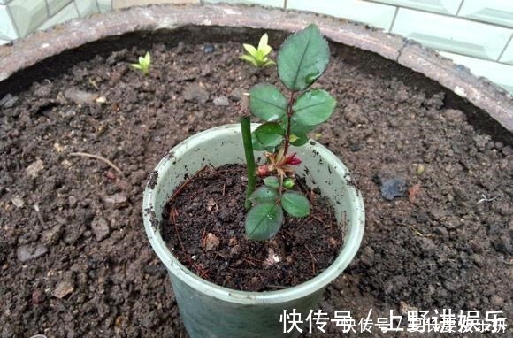 养分|扦插月季只长新叶不长根2种处理方法,提高成活率!