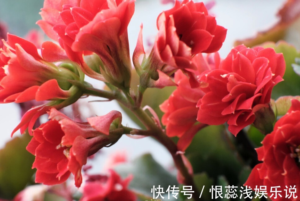 秋季长寿花就不开花,光照比肥料还重要,想要开花爆盆做好2点