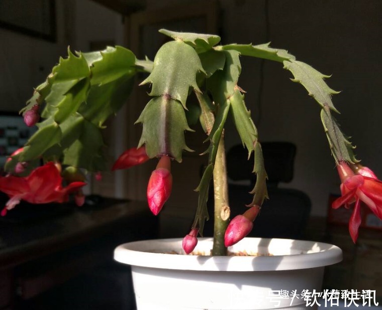 除了仙人掌,叶仙也能嫁接蟹爪兰,简单3步,7天就成活
