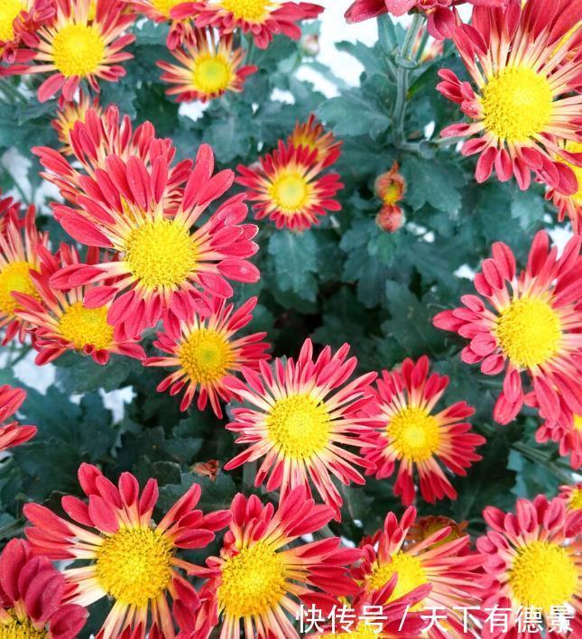 阳台养花学会“组合”，开花就像接力赛，这盆开完那盆开