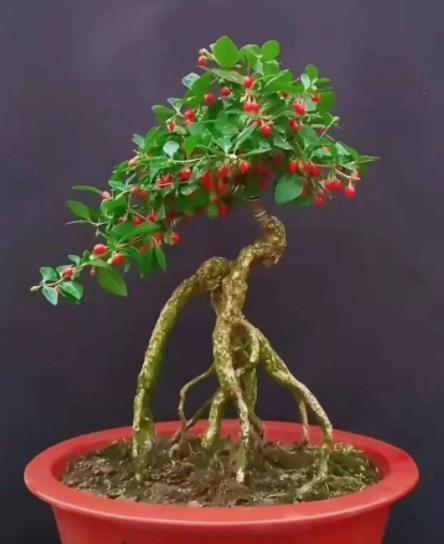 4种可以结果的小盆景,好养好看上档次,养在家里吉祥美满寓意好