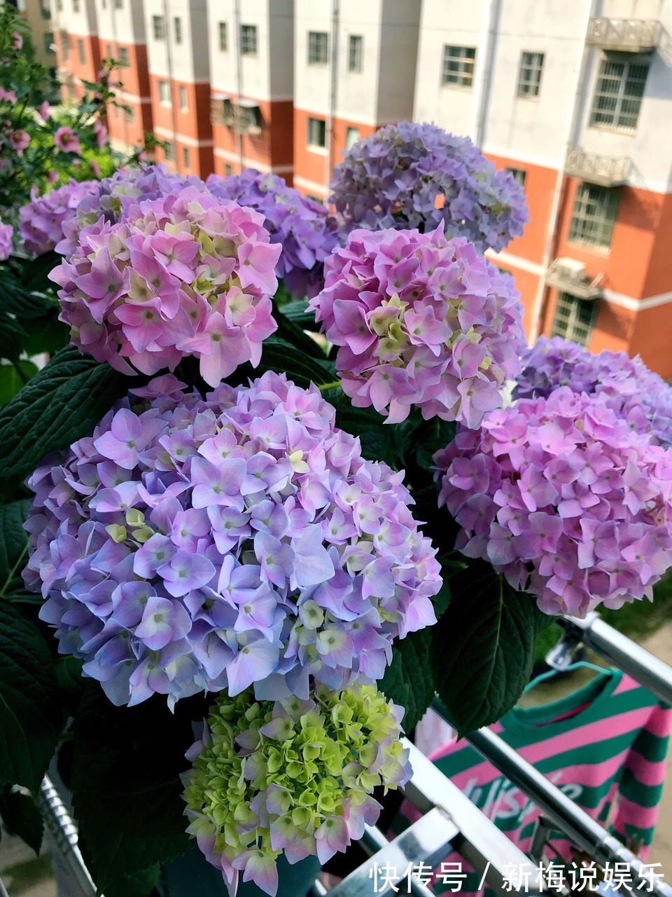 最近1个月,5种花赶紧“扦插”,生根快、长得旺,错过等明年