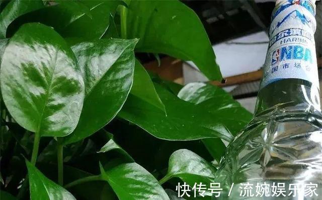 养花|悄悄告诉你，学会4个老花农的养花“偏方”，家里花卉“嗖嗖长”