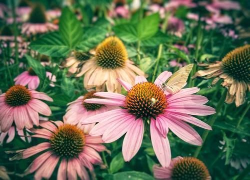 养花|捡拾2种树皮回来养花,花盆里埋1点,不烂根、不黄叶,长的旺