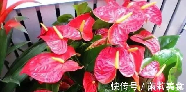 盆景|富裕家庭,这“3种花”会养在客厅,个个寓意好,胜过发财树