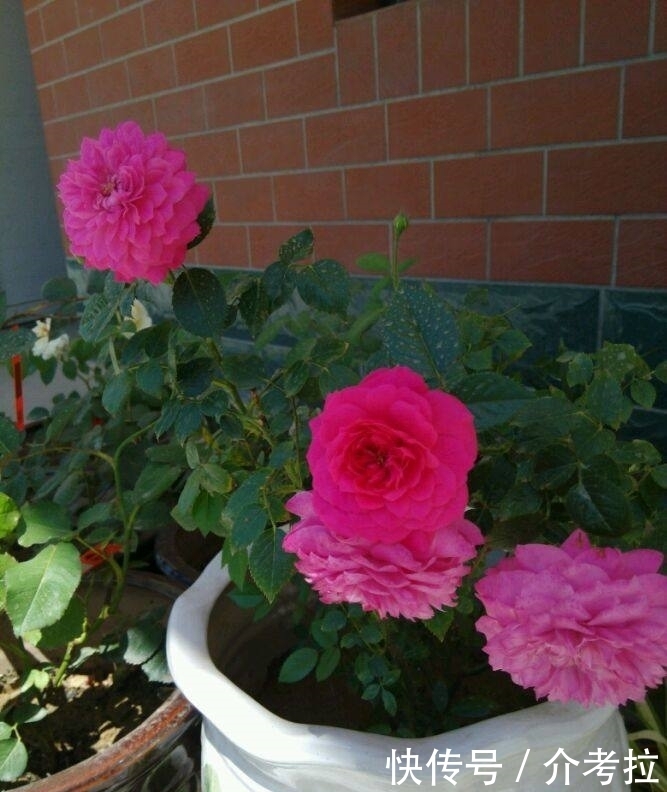 几款花卉超美的,养在家里超美的,家里变成一片花海