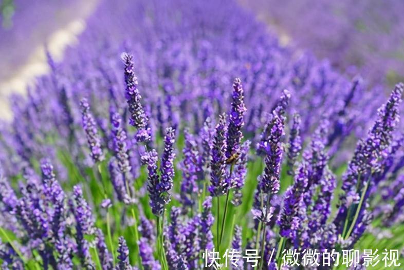 植物三类花香,治愈不同的你我