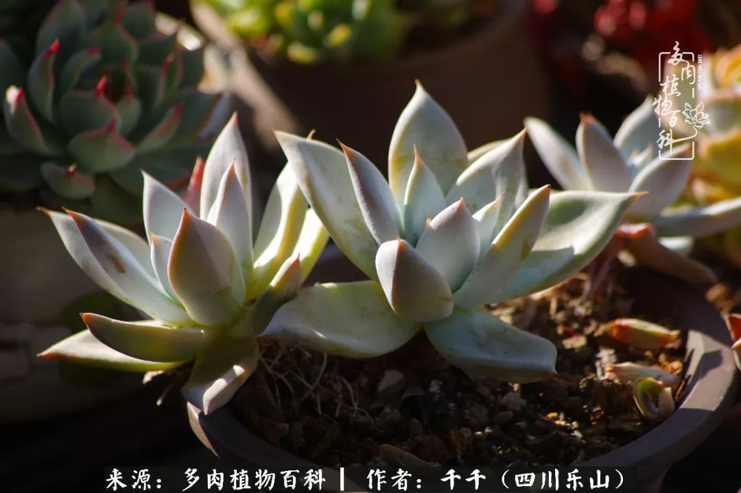 夏天日晒雨淋,秋老虎来势汹汹,你的多肉准备好逆袭了吗