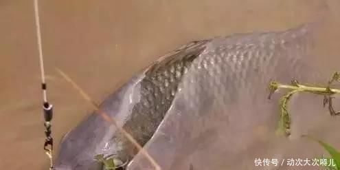 鲤鱼跃水|鲤鱼太狡猾不咬钩下次记得用上这招,它再狡猾也会忍不住咬钩