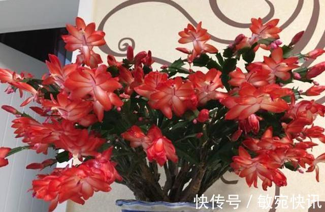 蟹爪兰能晒太阳吗合理见光,长叶多花开爆,怪不得自己养不好