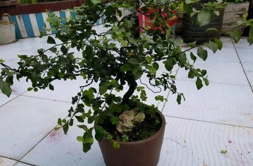 养花换盆期间有很多“讲究”，弄清楚，换完植物猛窜个长花叶